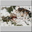 Diplazon laetatorius - Schlupfwespe 01a 10mm - OS-Sandgrube Wallenhorst fdet02.jpg